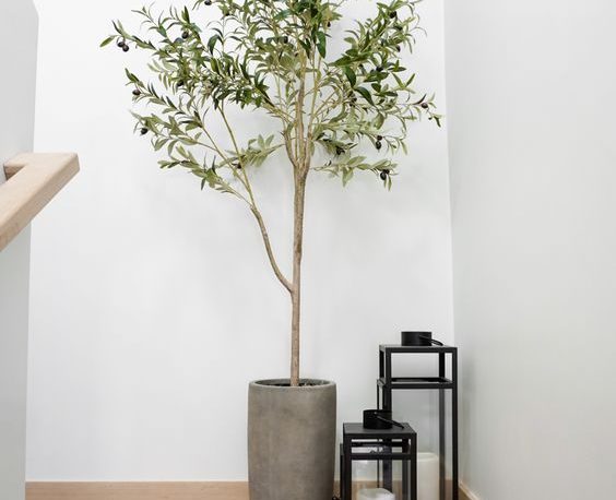 Place plants in empty corners tips for indoor plants