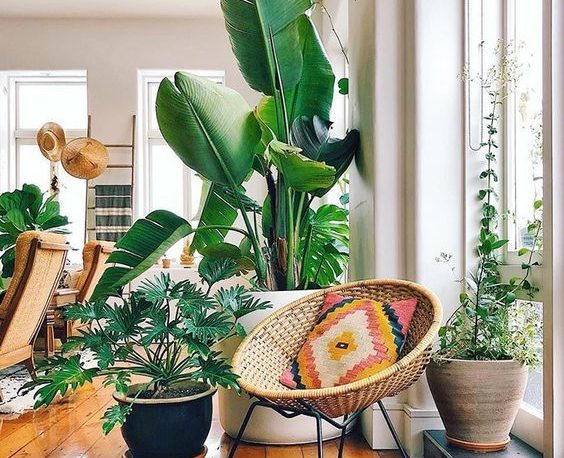 make theme with indoor plants
