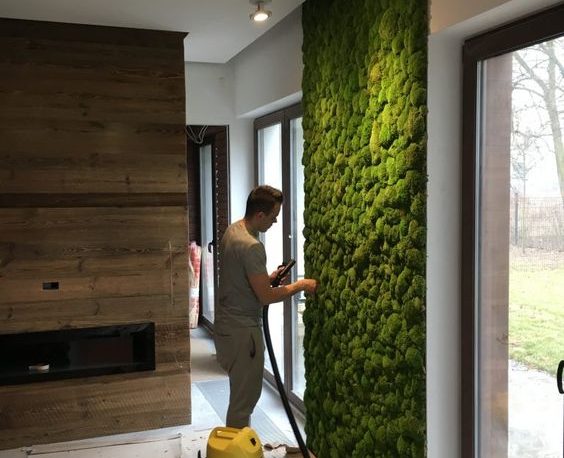 green walls indoorplants