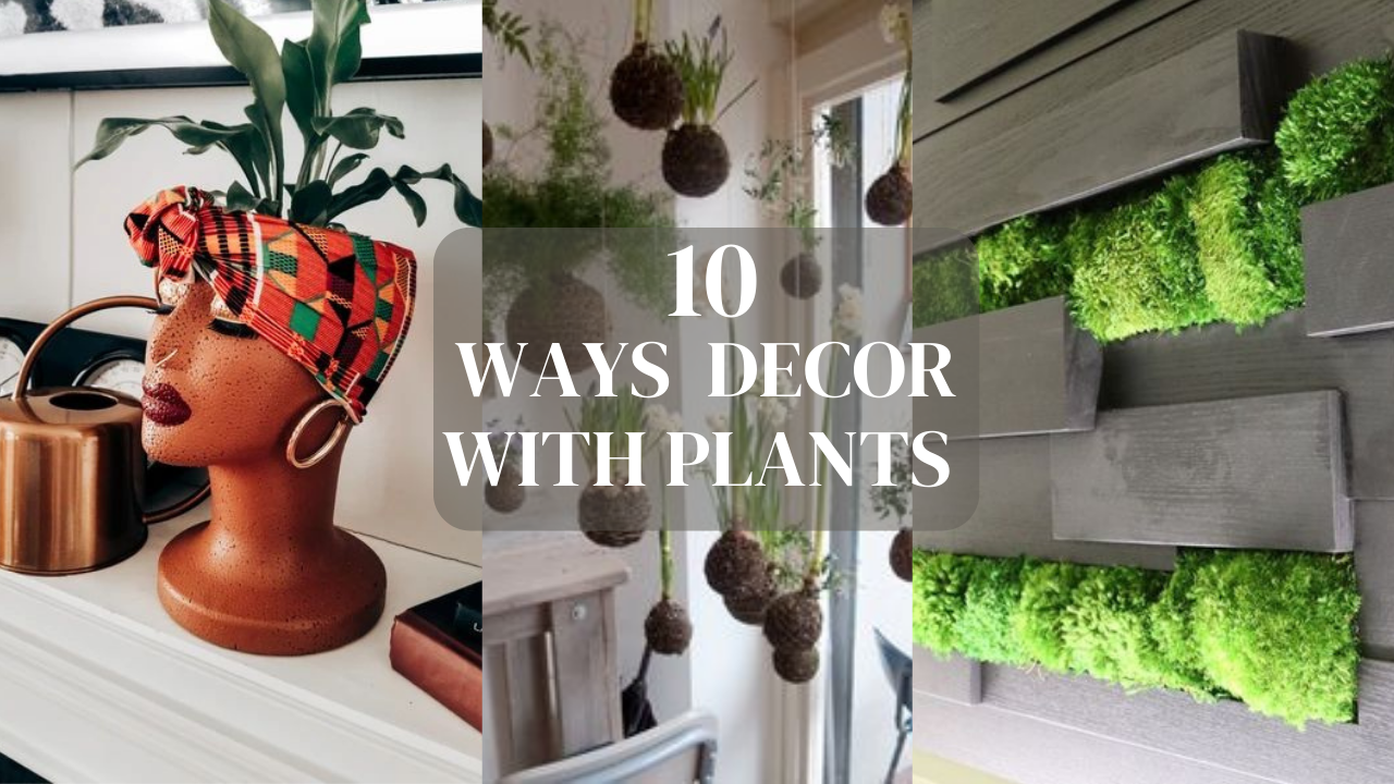 You are currently viewing 10 Creative Ways To Decorate Your House With Plants