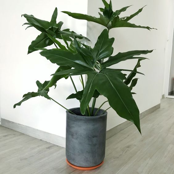 Philodendron jungle look plants